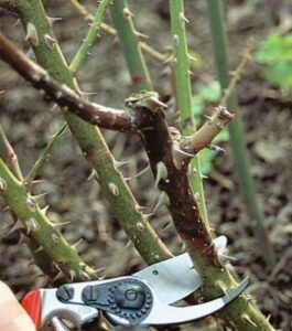 jesienne cięcie róży