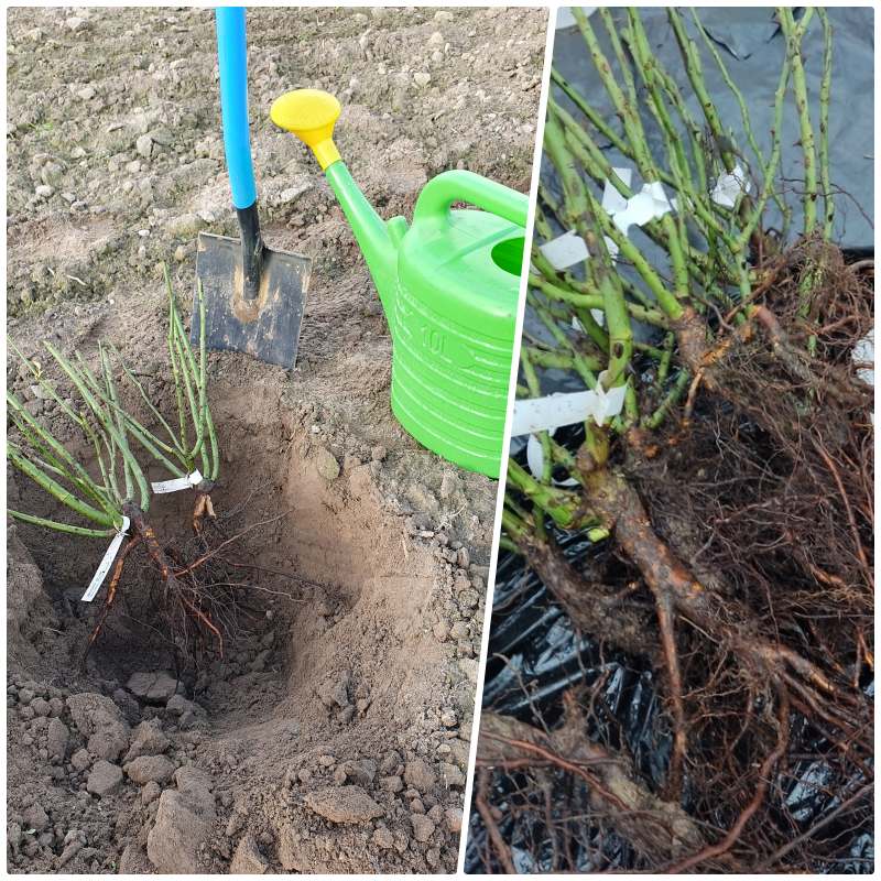 gdy nie mozemy od razu posadzic roz