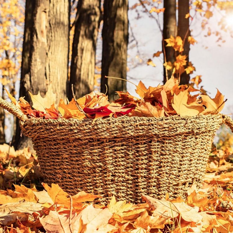 jesienne prace w ogrodzie, czy warto grabić liście