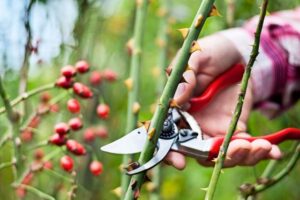 jesienią tniemy róże