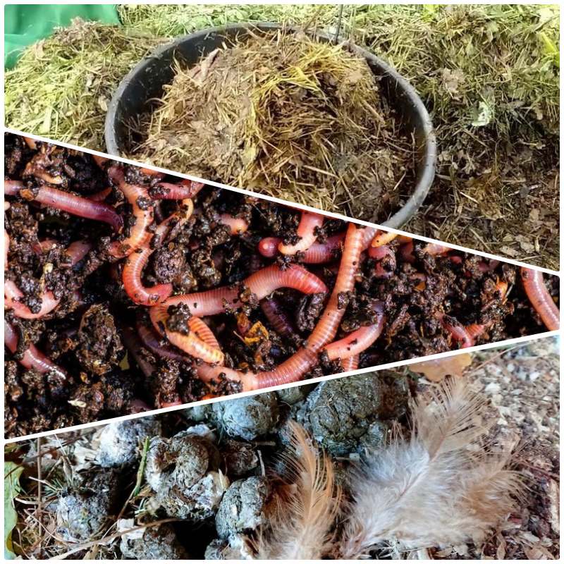 materia organiczna jej składniki