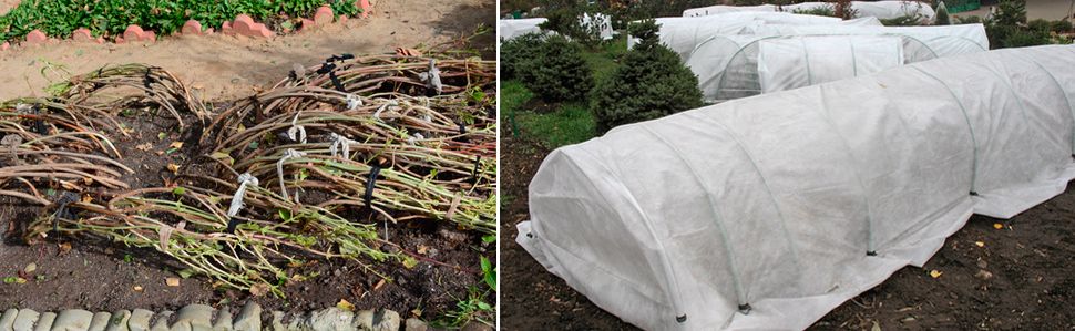 zimowanie roz tunele agrowłóknina