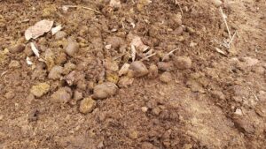 nawóz obornik naturalny