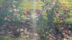 obornik kurzy koński bydlęcy 