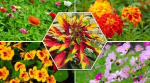 czego potrzebujemy rośliny jednoroczne