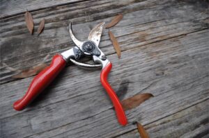 marzec w ogrodzie sekator