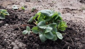 kwiecien w sadzie i ogrodzie