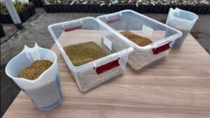 kiedy nawozic róże