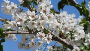 kwiecień w ogrodzie