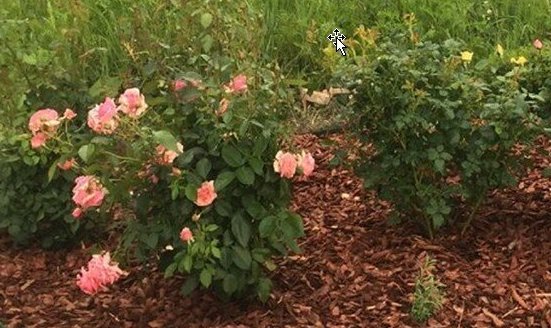 ściółka róż ściółkowanie