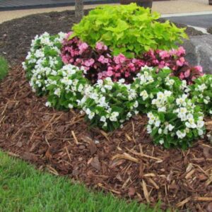 ściółkowanie organiczne róż