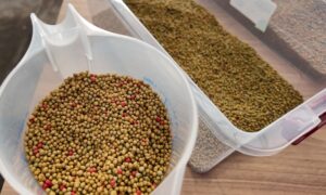 kiedy i jak nawozic roze