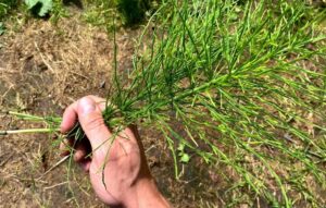 gnojówki roślinne skrzyp