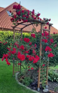 róże pergole