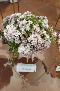 bukiet święto róż