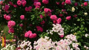 sierpień w ogrodzie