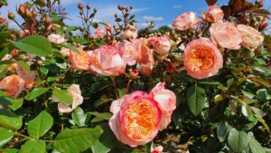 róże w ogrodzie nawożenie organiczne róż