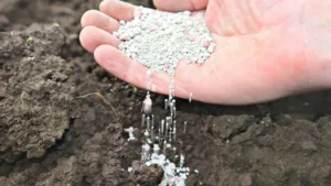 jesienny nawóz do róż