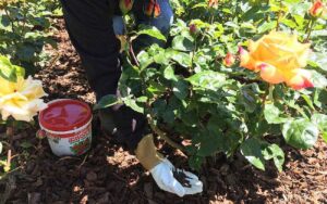 jesienny nawóz do róż