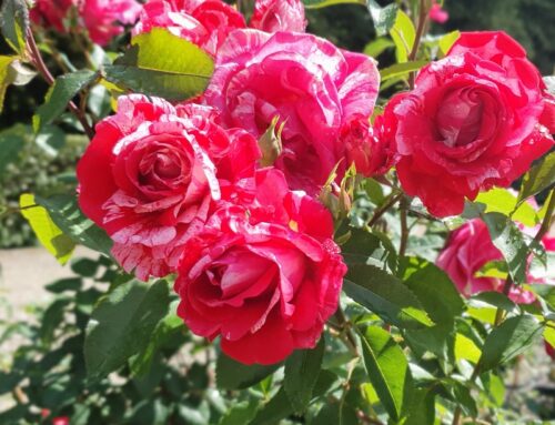 Wrzesień w ogrodzie