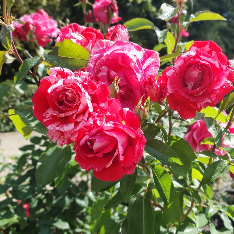 wrzesień w ogrodzie różanym