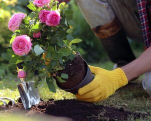 sadzenie w donicach róż