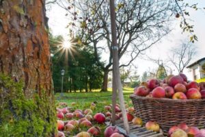 wrzesień w ogrodzie