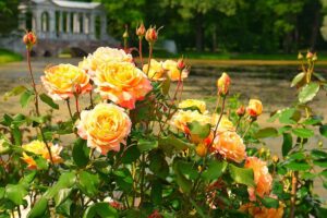 wrzesień w ogrodzie