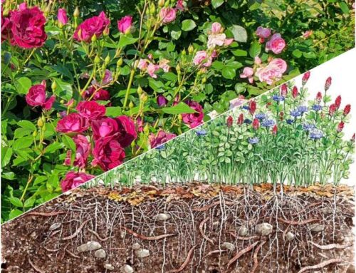 Organiczne nawożenie róż