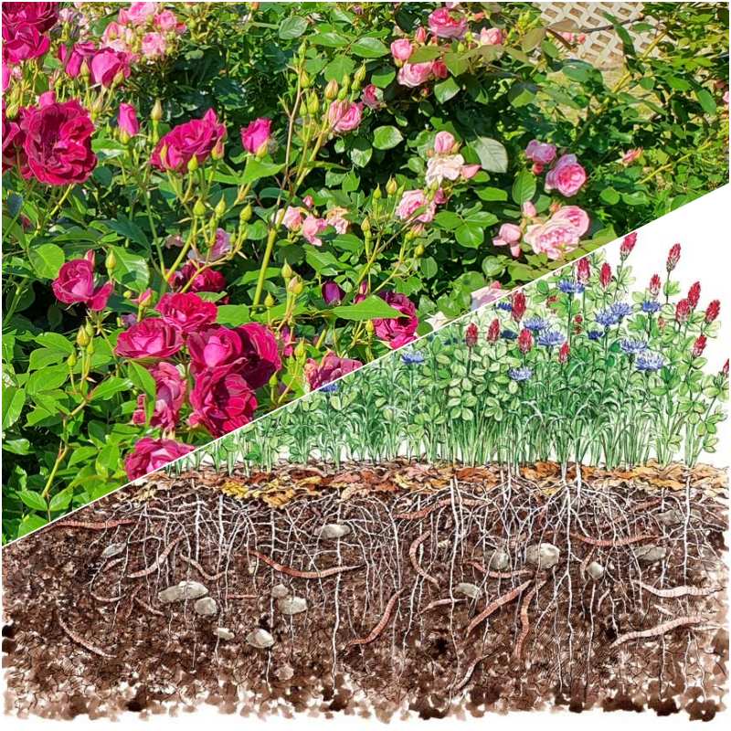 nawożenie organiczne