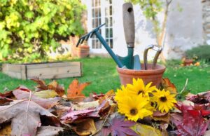 październik w ogrodzie