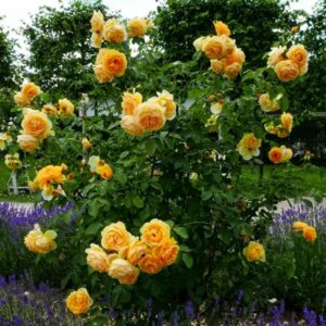 jak łączyć kolory w ogrodzie