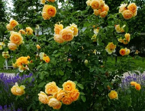 Ogród w jednym kolorze