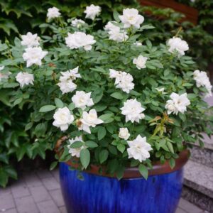 jak zabezpieczyć róże w pojemnikach