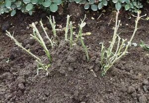 10 błędów w przygotowaniu róż do zimy