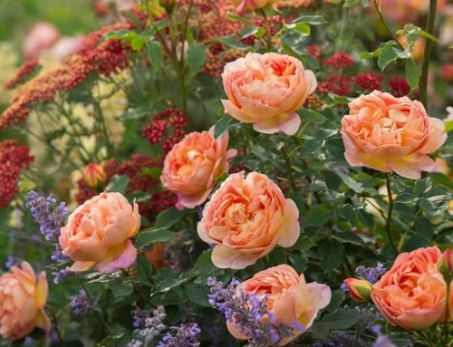 Jak łączyć kolory w ogrodzie: wow kontrasty