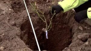 sadzimy różę z gołym korzeniem jesienią