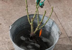 sadzimy jesienią do kiedy