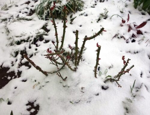 10 błędów w przygotowaniu róż do zimy