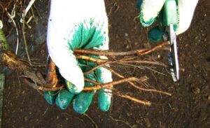 przycinamy korzenie róż z gołym