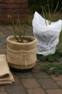 jak zabezpieczyć róże przed zimą w pojemikach