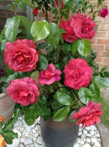 jak zabezpieczyć różę w donicach