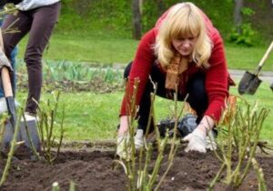 do kiedy sadzimy róże