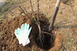 czego różę potrzebują w listopadzie