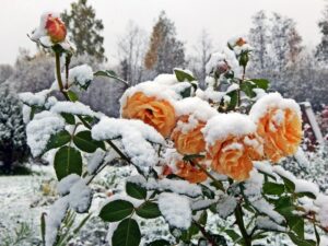 czego nie robić z różami zimą