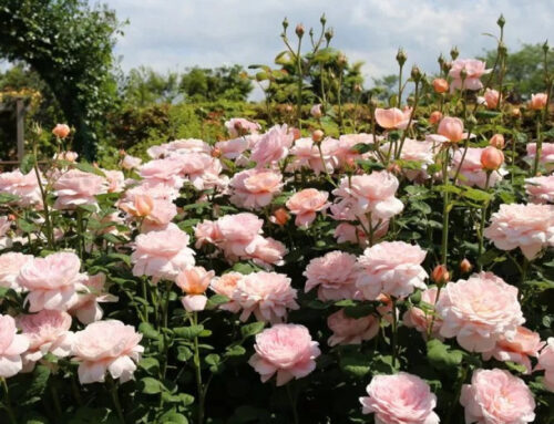 🌸 Róże pastelowe