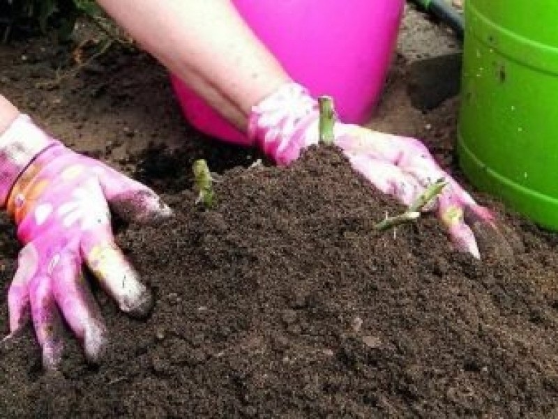 czy w grudniun trzeba okrywać róże