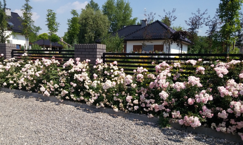 ogród jednokolorowy 