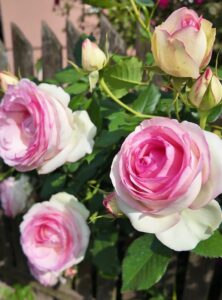 hodowcy najważniejsi