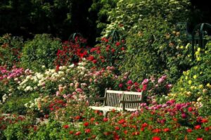 najważniejsi hodowcy róż 